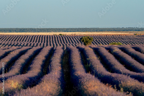 Rows of blooming lavender field during golden hour sunlight