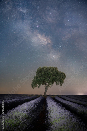 Milky Way night sky over lavender field and lone oak tree