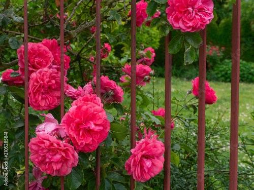 Photography Abundant double flowers of a deep pink climbing rose, Rosa hybrid, grow between the vertical bars of a weathered metal fence