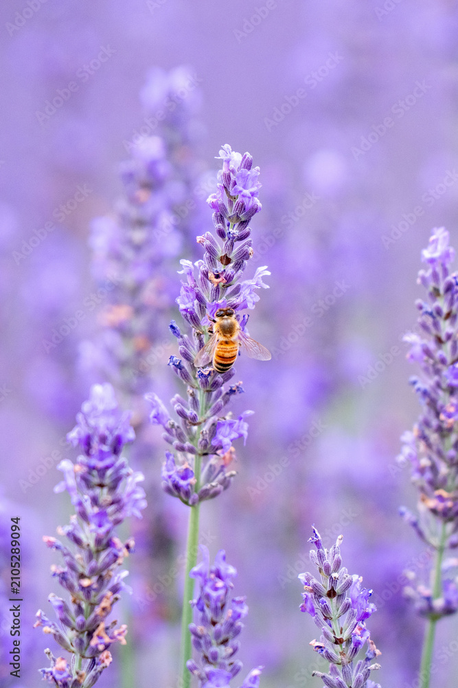 Obraz premium Honeybee Pollinating Purple Lavender Flower Spike in Field