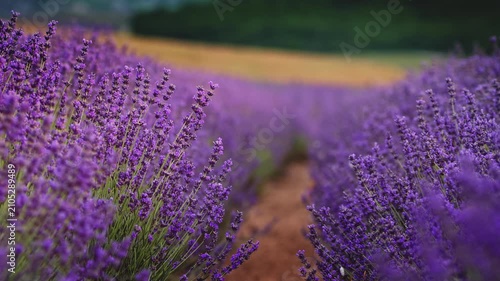 Close up of beautiful blooming lavender flowers swaying in the wind inside a field. Handheld slow motion nature footage for wellness, aromatherapy and organic cosmetics video concept.
