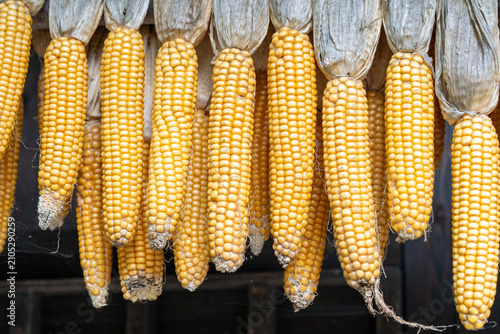 Dried Corn Cobs Hanging in a Row for Traditional Drying
