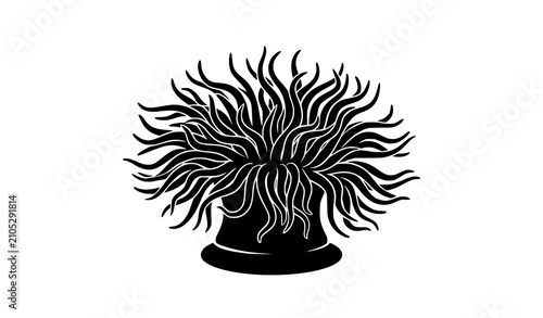 Fotografie Black and white sea anemone illustration for marine biology or ocean decor