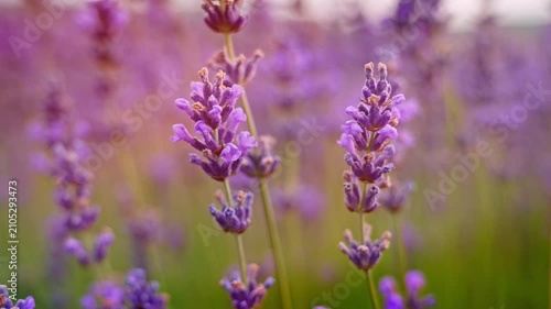 Close up of beautiful blooming lavender flowers swaying in the wind inside a field. Handheld nature footage for wellness, aromatherapy and organic cosmetics video concept.