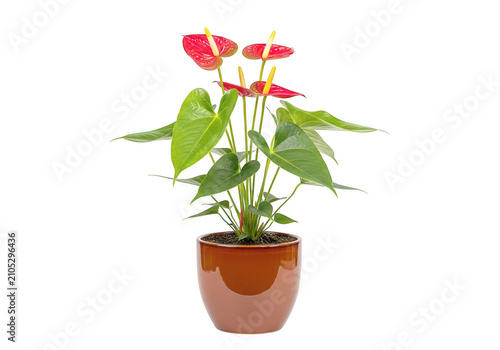 Vibrant red potted plant with lush green leaves