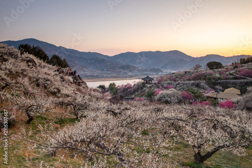 Foto 여명,매화,홍매화,언덕,정자,섬진강,청매실농원,매화정보화마을,광양시,전남