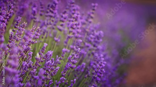 Close up of beautiful blooming lavender flowers swaying in the wind inside a field. Handheld nature footage for wellness, aromatherapy and organic cosmetics video concept.