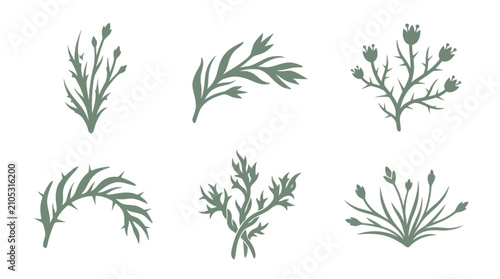Botanical branch elements vector collection