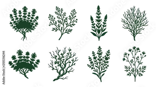 Botanical branch illustrations