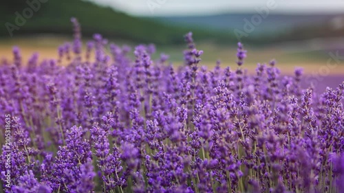 Close up of beautiful blooming lavender flowers swaying in the wind inside a field. Handheld nature footage for wellness, aromatherapy and organic cosmetics video concept.