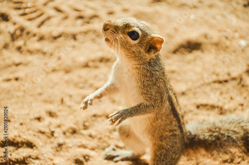 Squirrel stands upright on sandy ground in a park during sunny day, looking around for food or friends.  It seems curious and is looking for food. Sunlight is bright and creates a warm atmosphere.