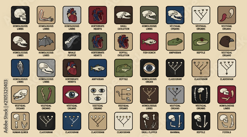 Foto Flat Vector Icons of Comparative Anatomy: Homologous Limbs, Vertebrate Hearts, V