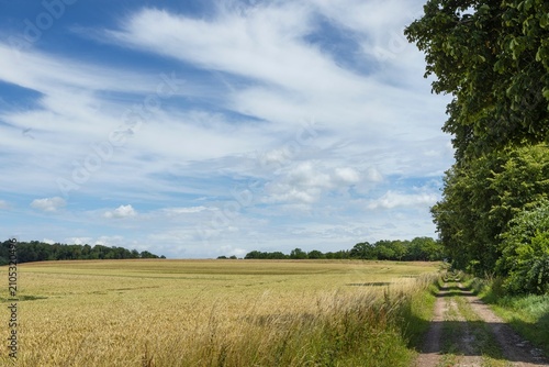 Rural landscapes with hills and fields at Lower Saxony. Grain or wheat fields