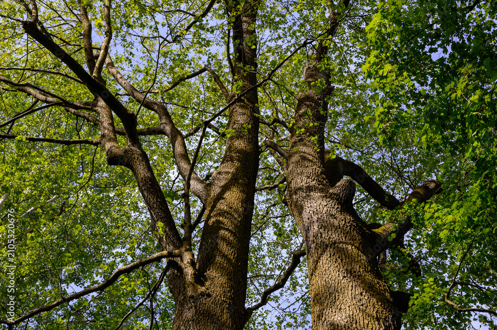 Obraz premium Two trees growing side by side, the beauty of nature, large trees, tree crowns view from below