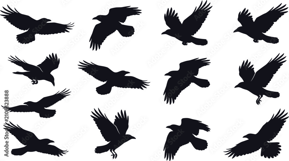 Obraz premium Flying Crow Raven Silhouette Collection with Black Birds Soaring Gliding Hunting and Wildlife Flight Poses Vector Illustration Set