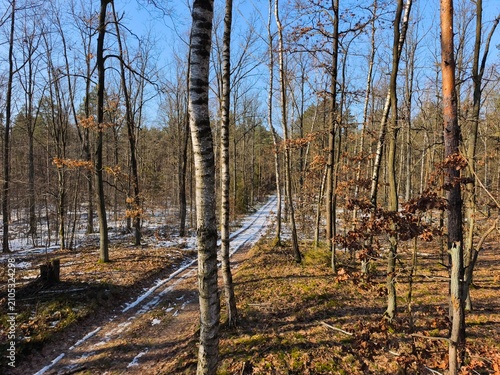 Early spring forest landscape with an unpaved dirt road covered in snow and ice
