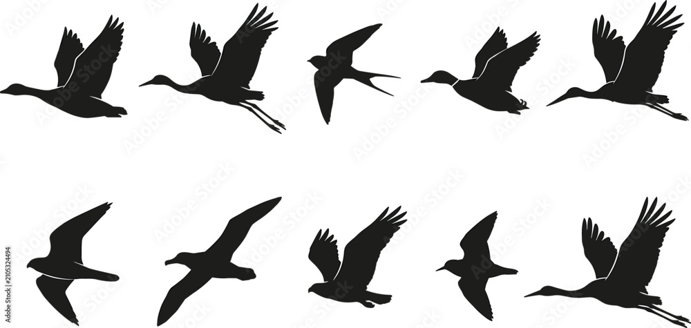 Obraz premium Flying Water Bird Silhouette Collection with Crane Heron Swallow Seagull Goose and Migratory Bird Flight Poses Vector Illustration Set