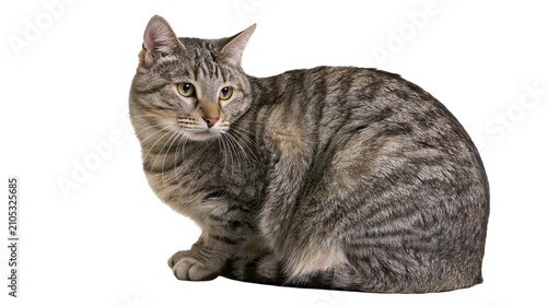 Fotografie Tabby cat sitting with striped fur and yellow eyes