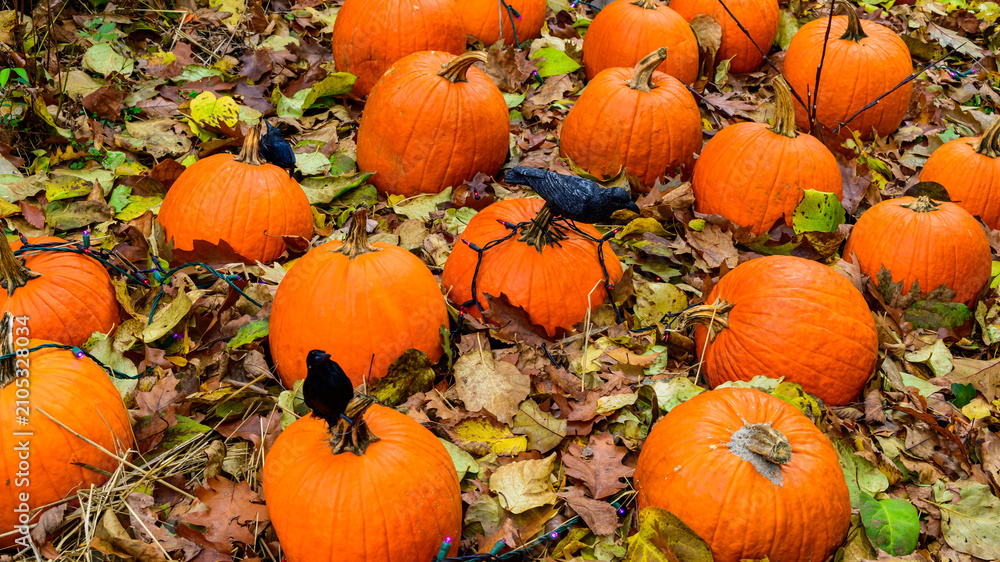 Obraz premium Bright orange pumpkins (Cucurbita pepo) arranged among fallen autumn leaves, representing a typical example of seasonal autumn decoration.