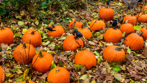 Fotografie Bright orange pumpkins (Cucurbita pepo) arranged among fallen autumn leaves, representing a typical example of seasonal autumn decoration