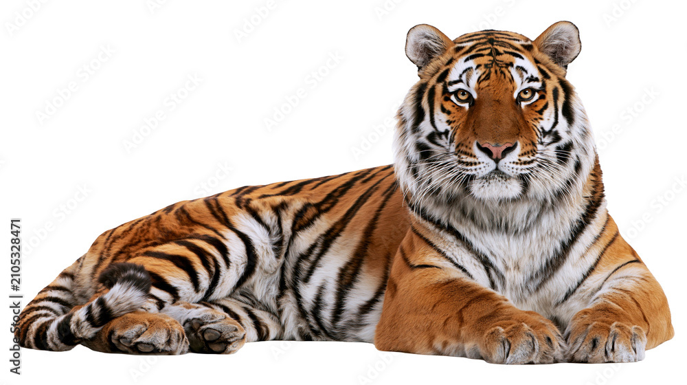 Obraz premium Bengal tiger lying down with orange fur and black stripes