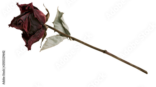 Foto Dried dark red rose with desiccated leaves and thorny stem
