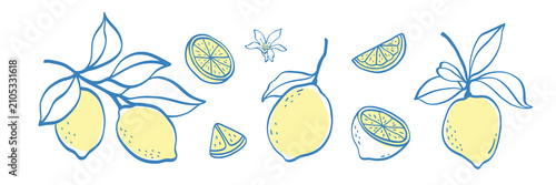 Vászonkép Hand drawn line art lemon set