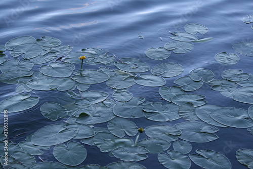 Canvas Print Yellow water lily flower surrounded by floating lily pads on calm water with gentle ripples