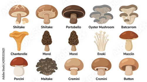 Assorted edible mushroom varieties illustration