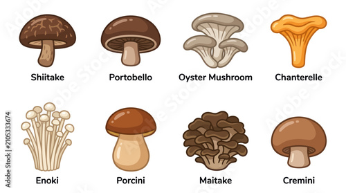 Assorted edible mushroom variety collection