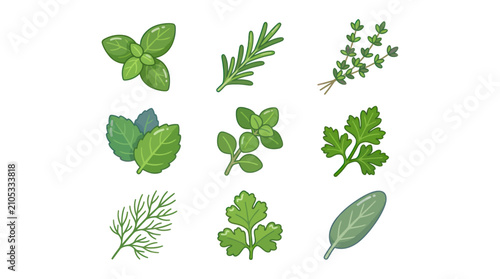 Assorted culinary herb collection