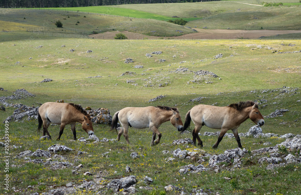 Fototapeta premium Chevaux sauvages de Przewalski sur le Causse Méjean. Le Villaret - Hures-la-Parade - Lozère 