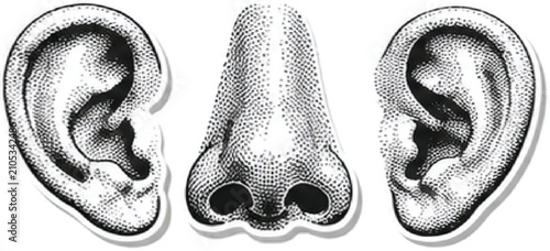 Foto Vintage stipple engraving of human ears and nose, retro anatomical illustration