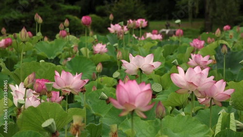 茨城県古河市　古代蓮