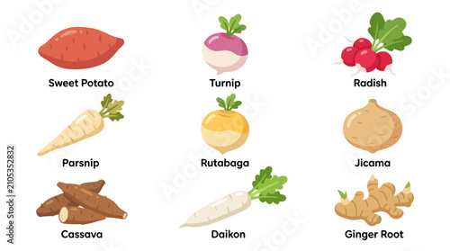 Bild auf Leinwand Assorted root vegetables collection