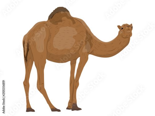 Картината върху платно One humped dromedary camel isolated vector element