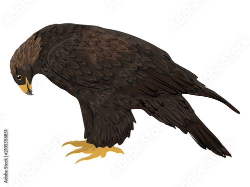 Obraz na plátne Golden eagle wild bird isolated vector element