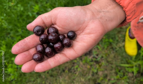handful of berries