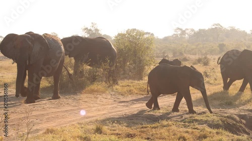 african elephants, Zambezi National Park, Zimbabwe, Africa