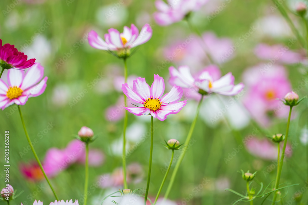 Fototapeta premium Close up of beautiful pink and white cosmos flowers blooming with green blur background in autumn garden japan