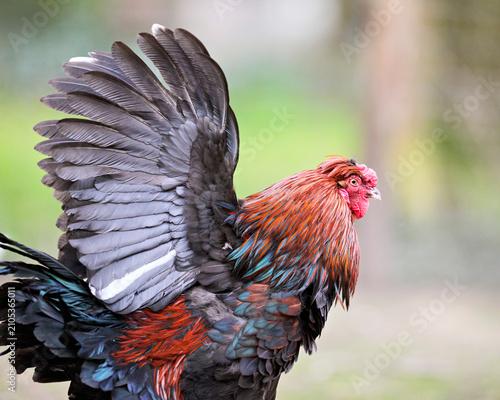Photos Majestic rooster with vibrant red and iridescent black feathers spreads its magnificent wing, captured in a natural outdoor setting with soft green background