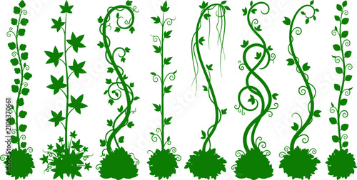 Collection of green climbing vines and ivy vector silhouettes with leaves and tendrils for natural border designs