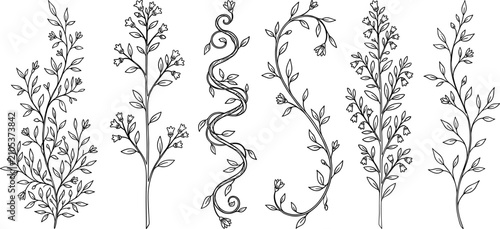 Set of hand drawn botanical line art branches elegant vines leaves and floral design elements vector illustration