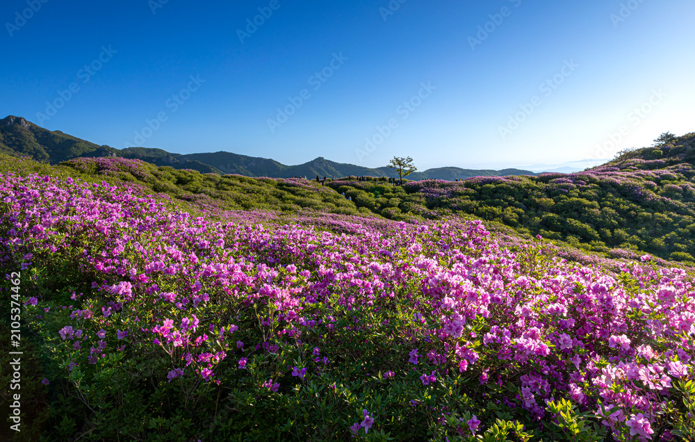 Fototapeta premium 철쭉,황매산,합천군,경남