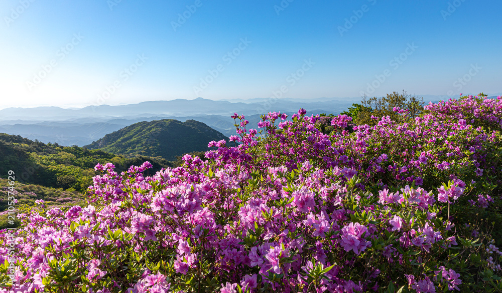 Fototapeta premium 철쭉,안개,능선,황매산,합천군,경남