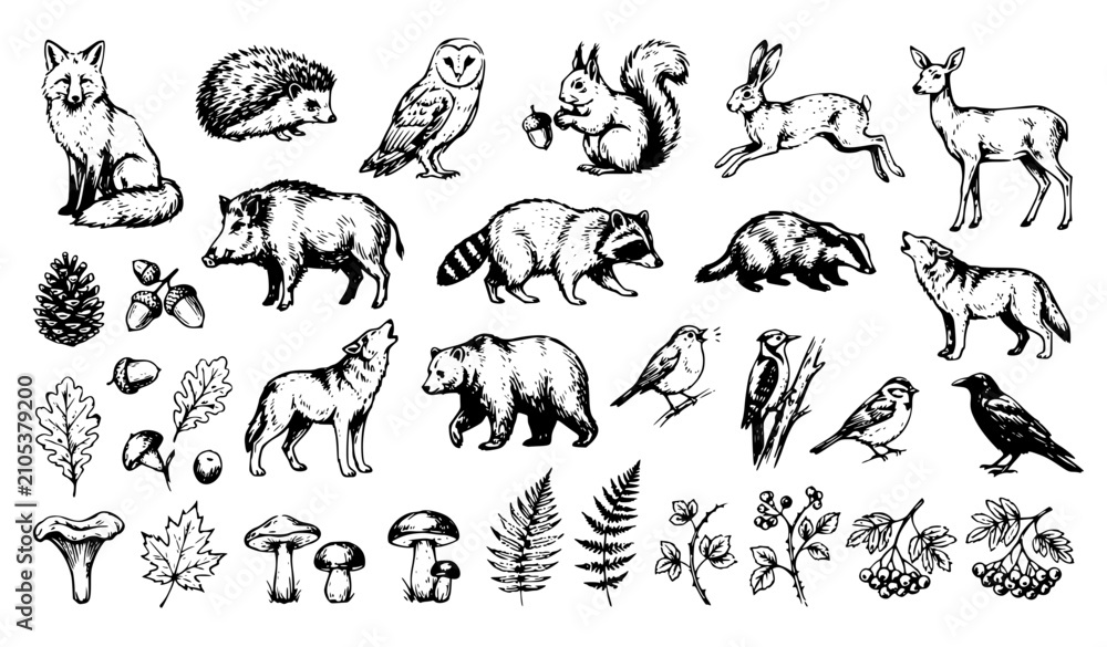 Fototapeta premium Forest Animals and Birds Vintage Sketch Set – Charcoal Ink Brush Stroke Vector Collection