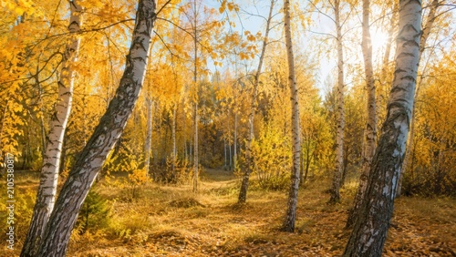 Sunlit birch forest with golden autumn foliage creating peaceful natural woodland landscape scene