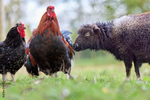 Canvas Print A curious black lamb sniffs a colorful rooster's tail feathers in a grassy field, observed by a speckled hen