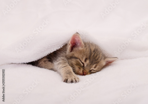 Small kitten sleeping under a white blanket