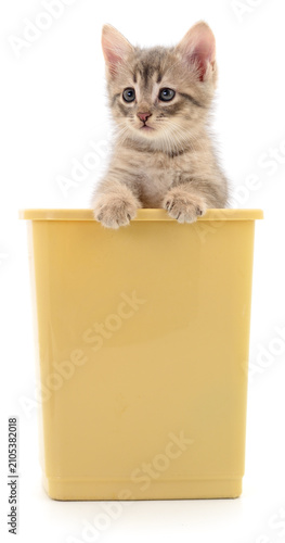 Small grey kitten sitting in a yellow bucket isolated on white background